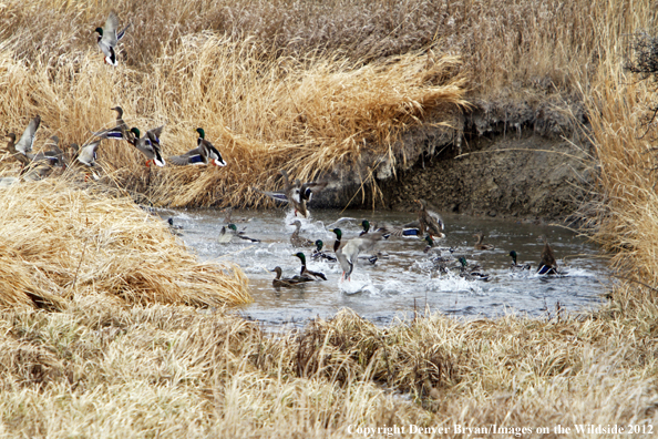 Mallards taking flight. 