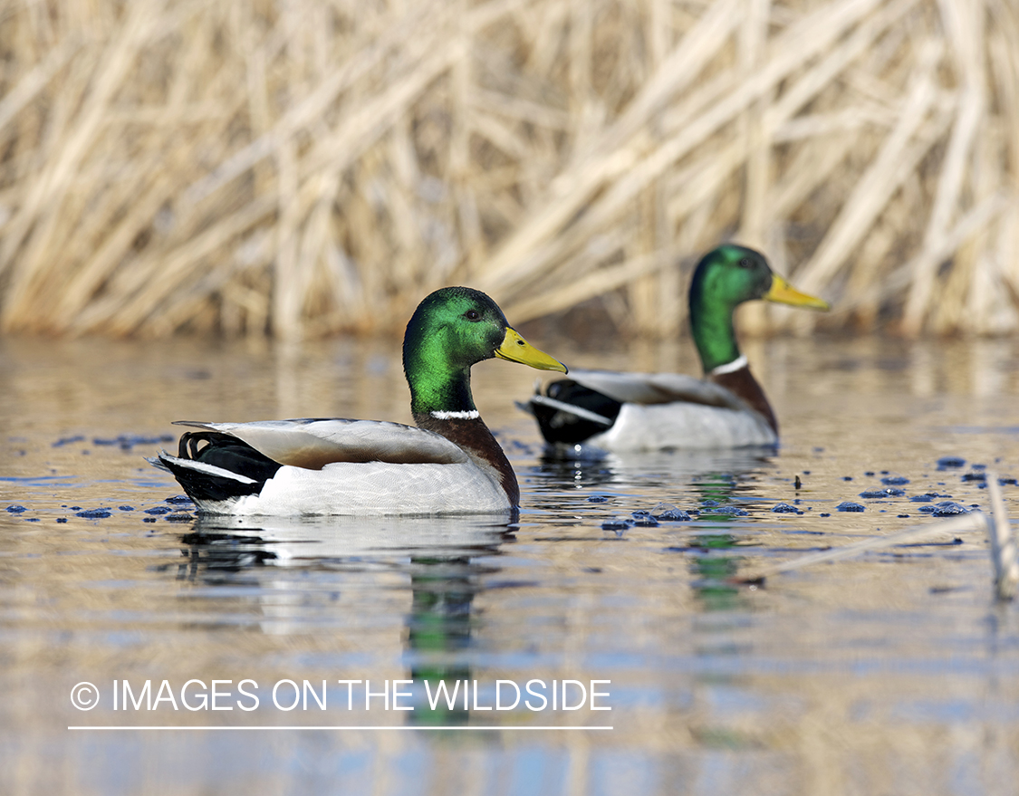 Mallard ducks in habitat.