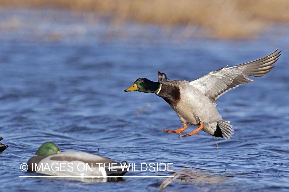 Mallard drake in flight.