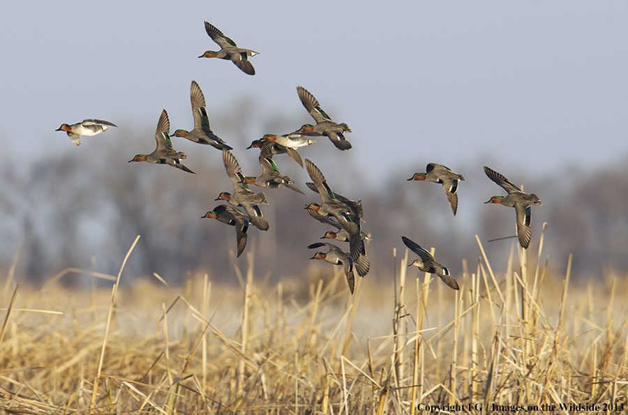 Flock of green-winged teal ducks in flight.