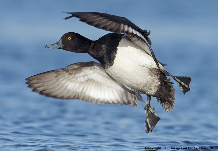 Lesser Scaup in habitat.