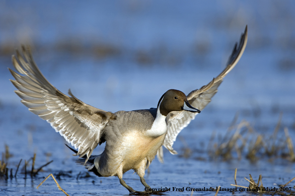 Pintail duck in habitat