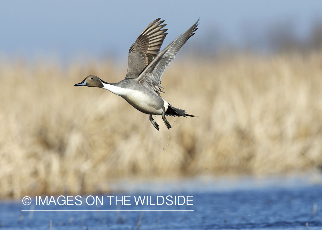 Pintail duck in flight.