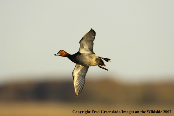 Redhead duck