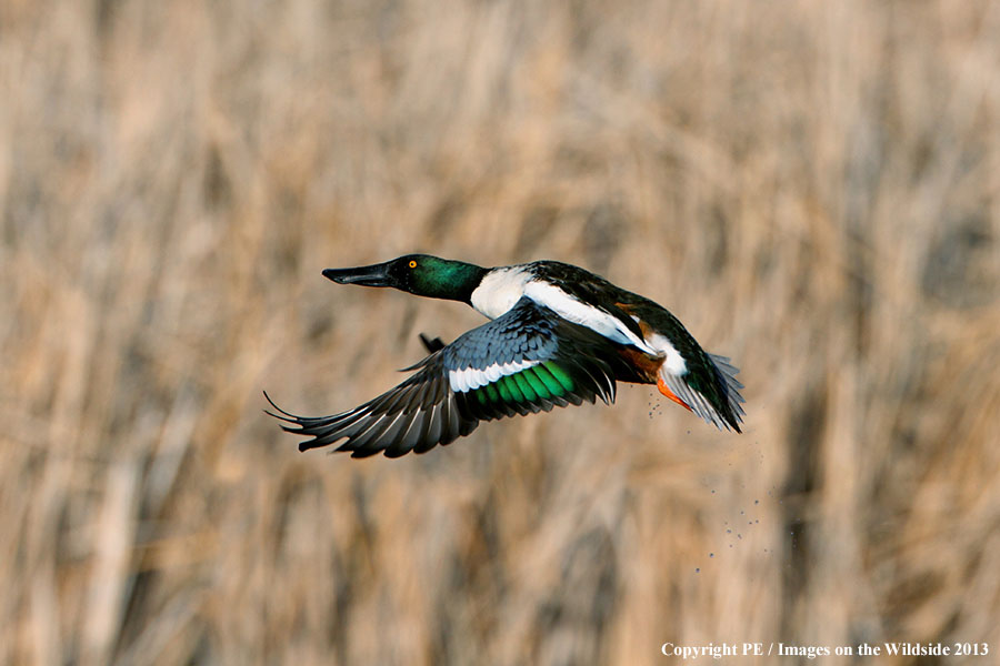 Shoveler duck in flight.