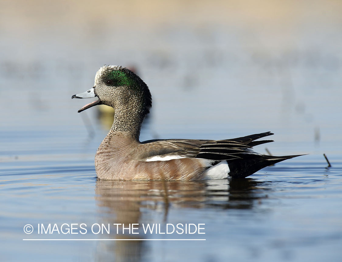 Wigeon duck in habitat.