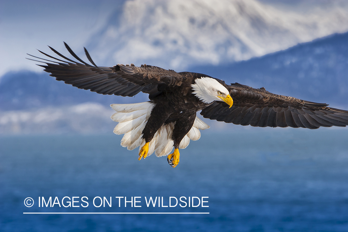 Bald Eagle in flight over the sea.