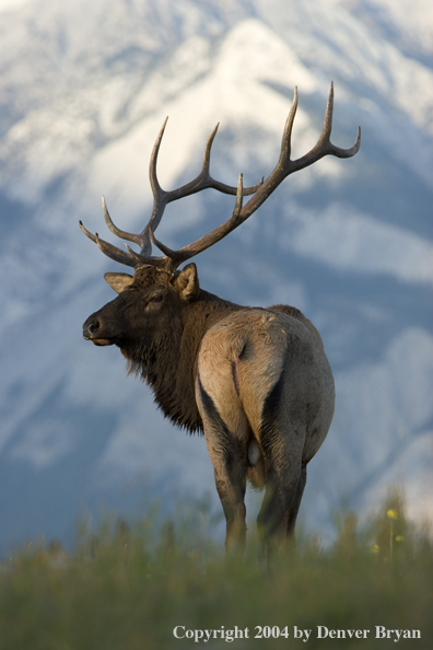 Rocky Mountain bull elk in habitat.