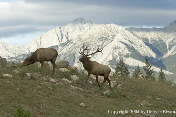 Rocky Mountain bull and cow elk in habitat.