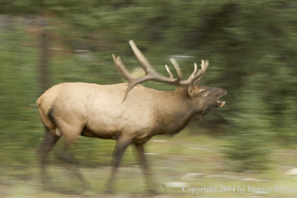 Rocky Mountain bull elk bugling.