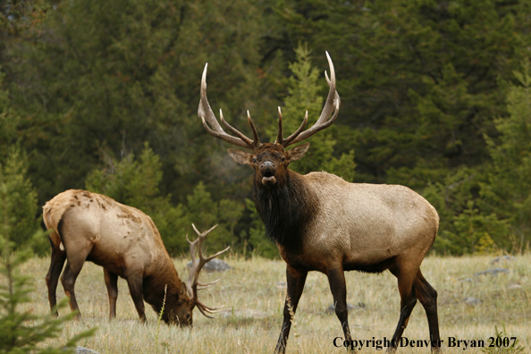 Rocky Mountain Elk bugling with another bull elk grazing in background