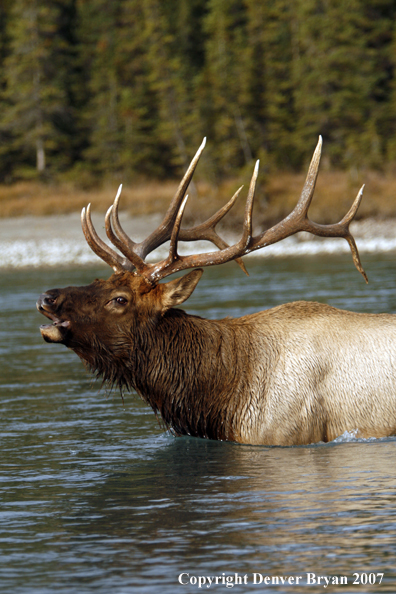 Rocky Mountain Elk crossing river bugling