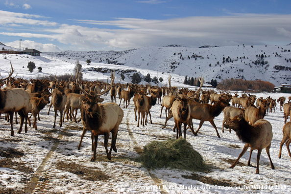 Rocky Mountain Elk