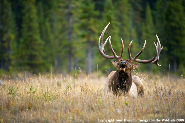 Bull Elk in field