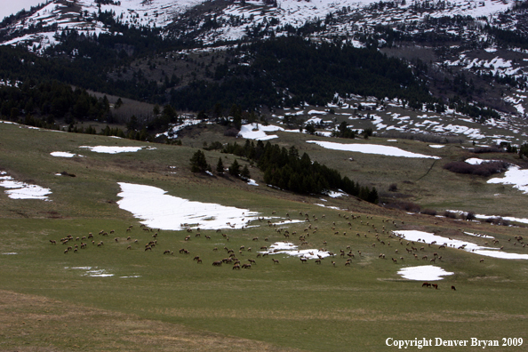 Rocky Montain Elk Herd