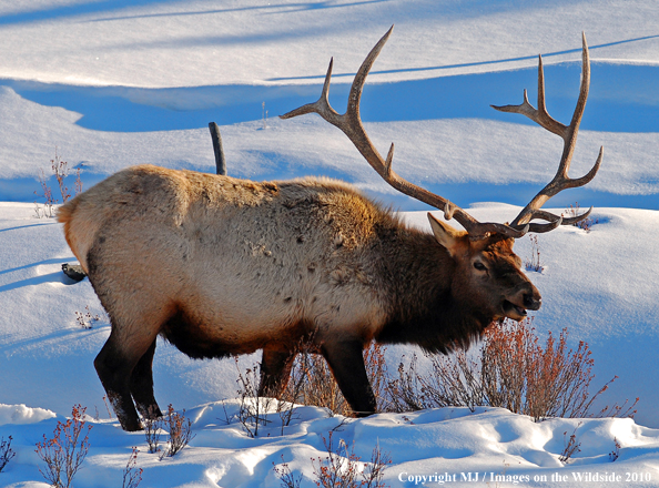 Rocky Mountain Bull Elk in habitat. 