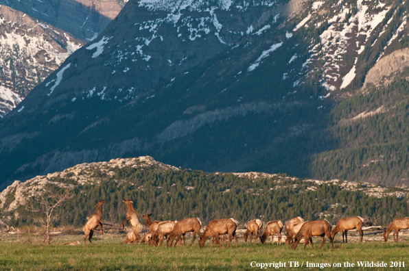 Elk in field.