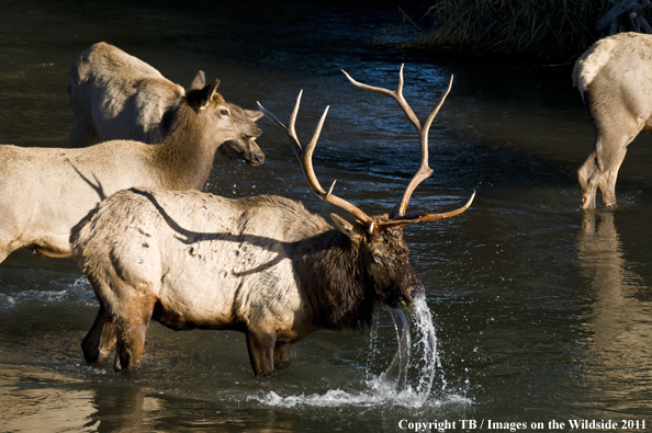 Rocky Mountain elk in water. 