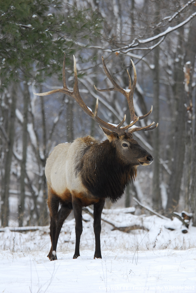 Bull elk in habitat. 