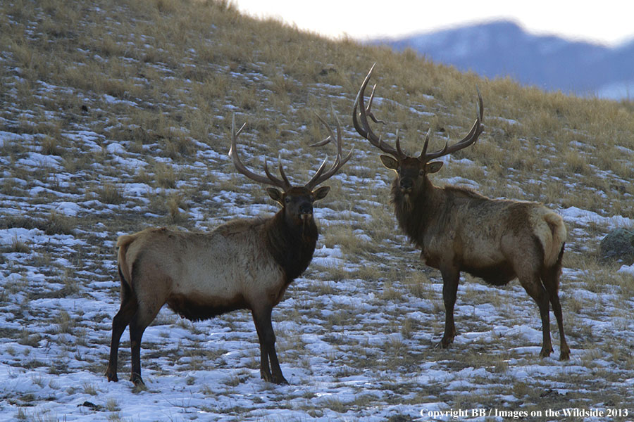 Rocky Moutain Elk in habitat.