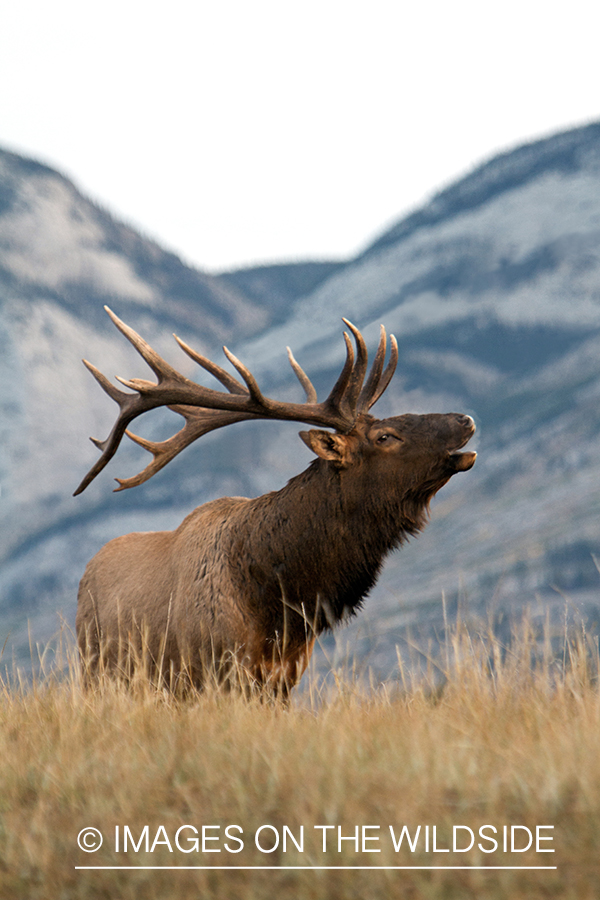 Rocky Mountain Bull Elk bugling in habitat.