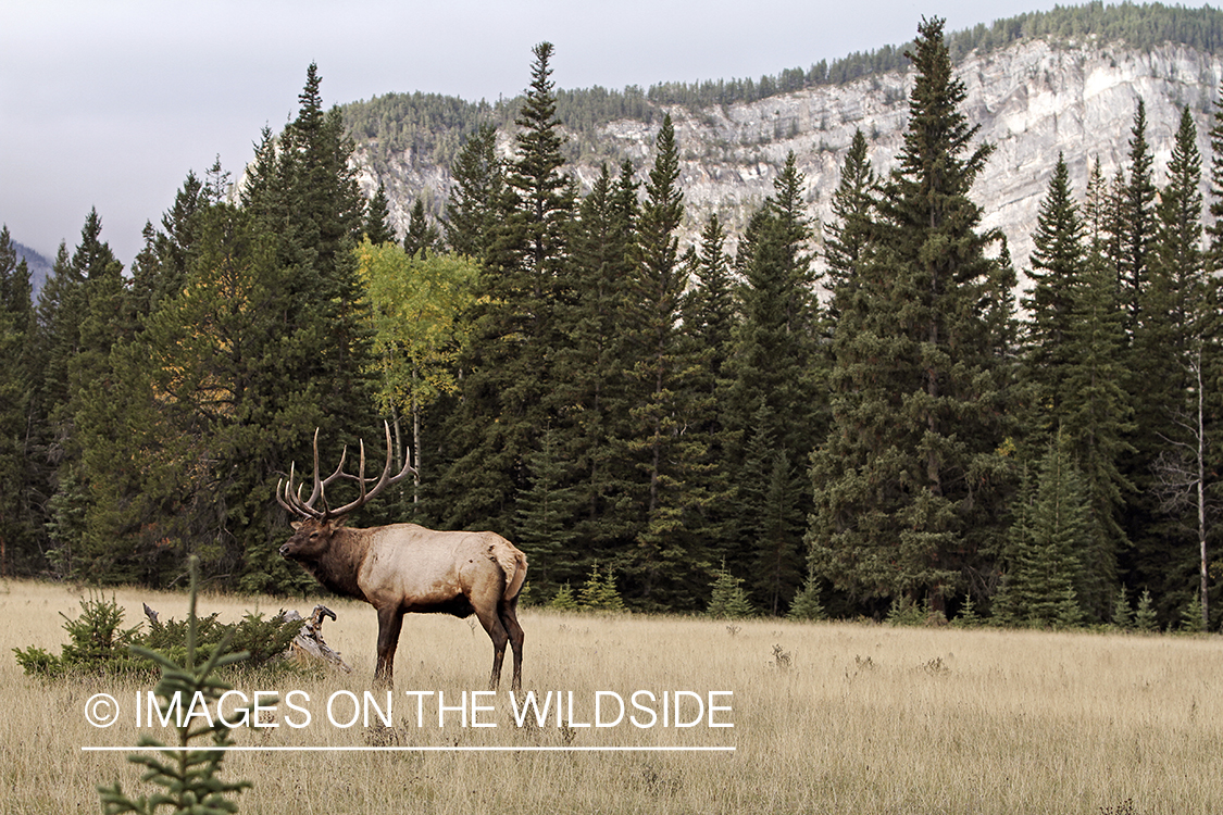 Rocky Mountain Bull Elk in habitat.