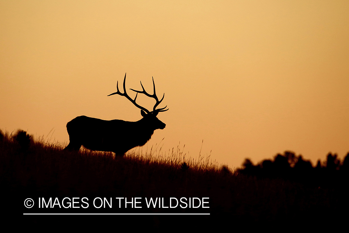 Rocky Mountain Elk in habitat. (silhouette)