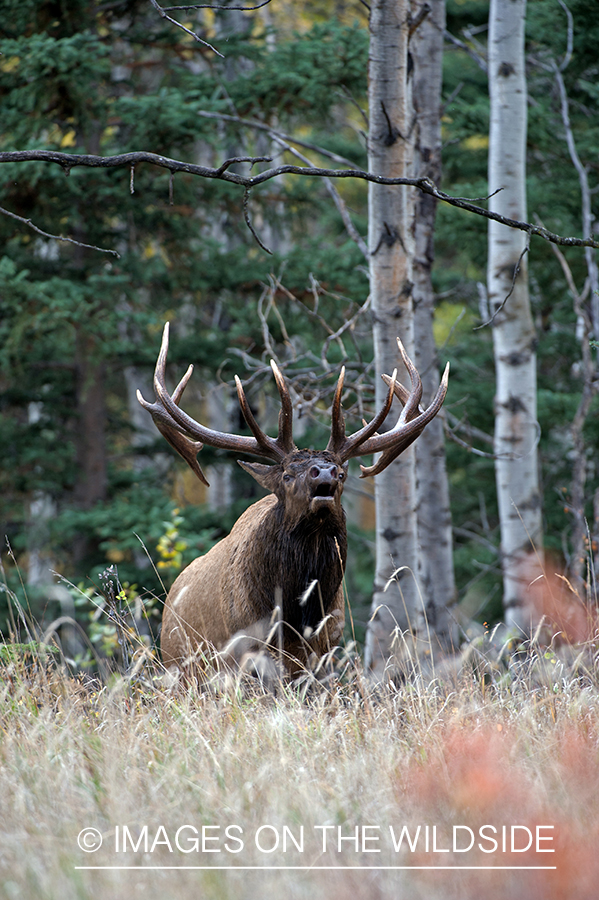 Bull elk bugling.