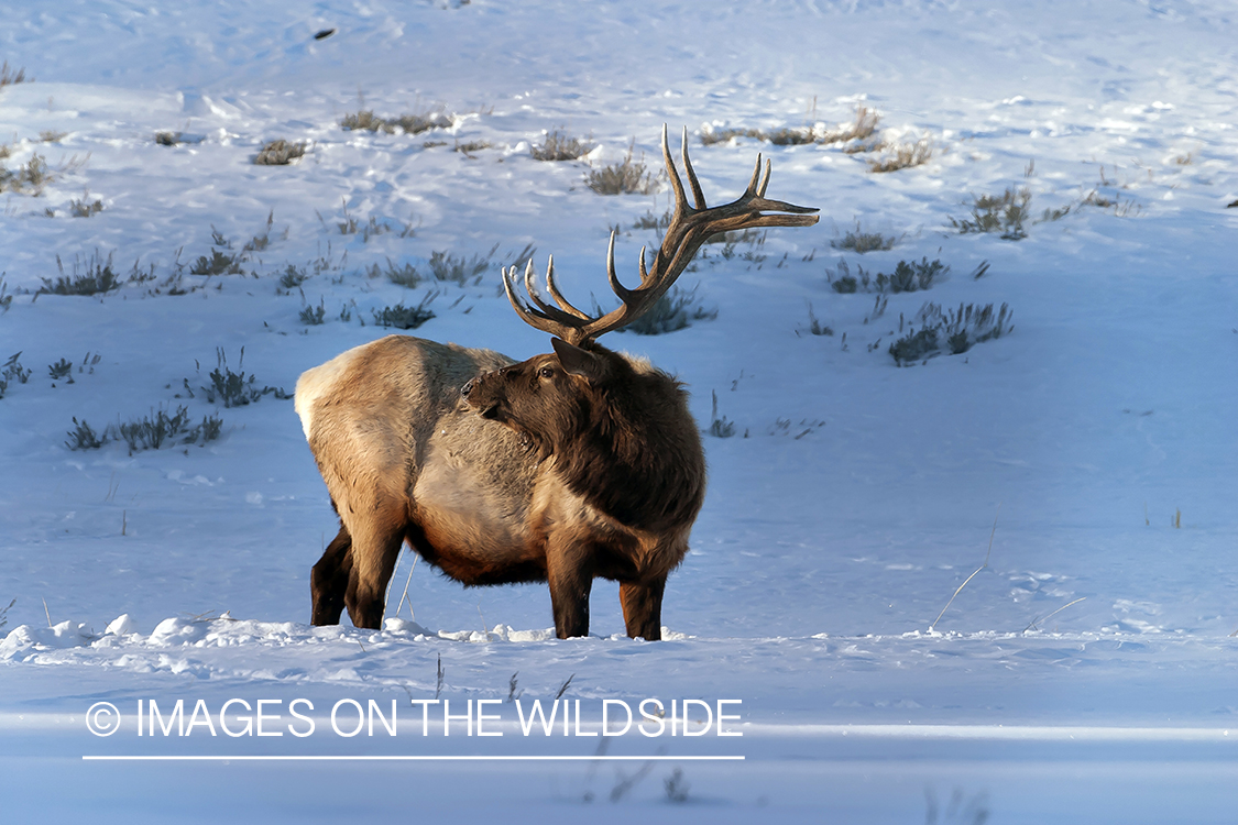 Bull Elk in snow covered field.