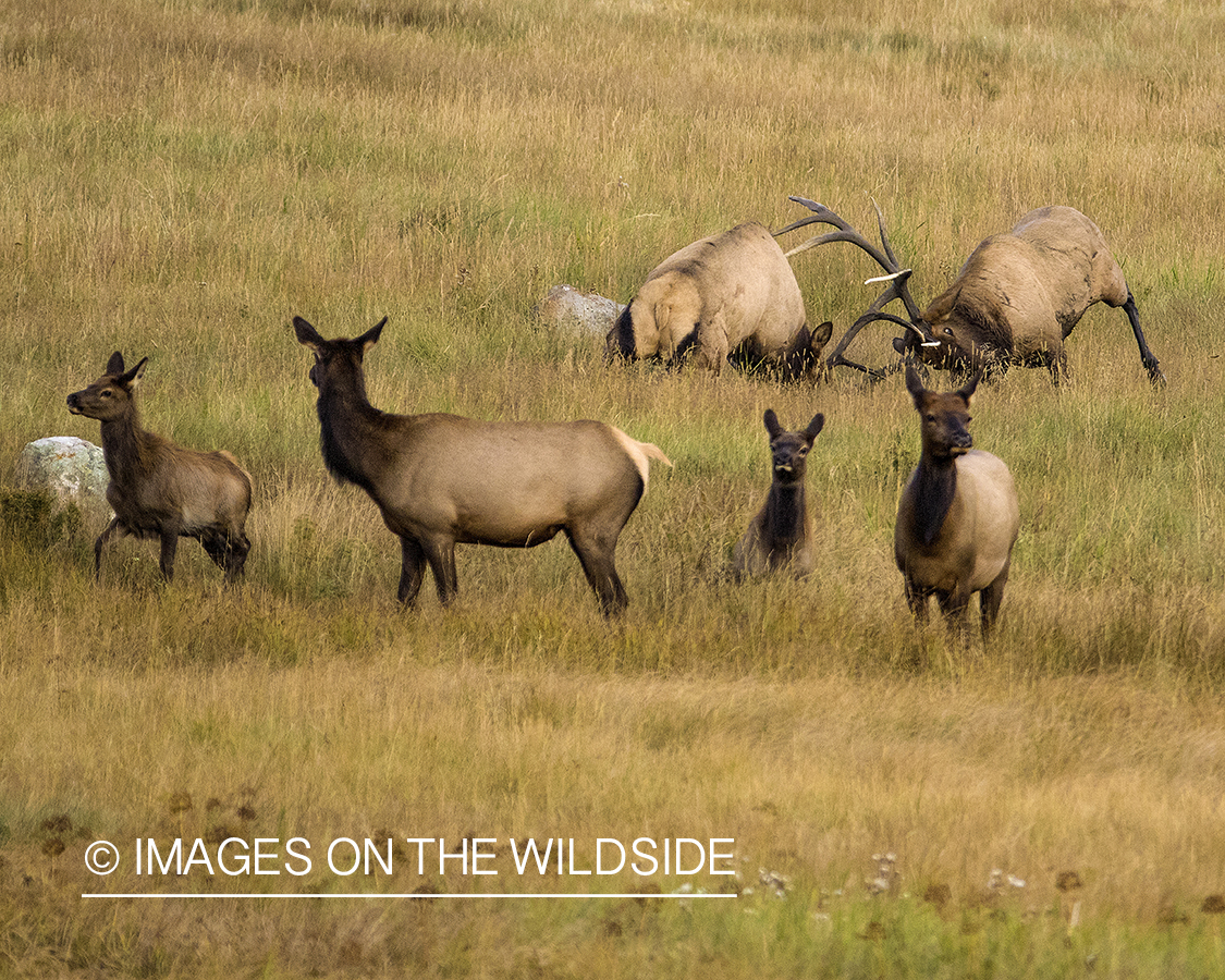 Bull elk fighting near cows.