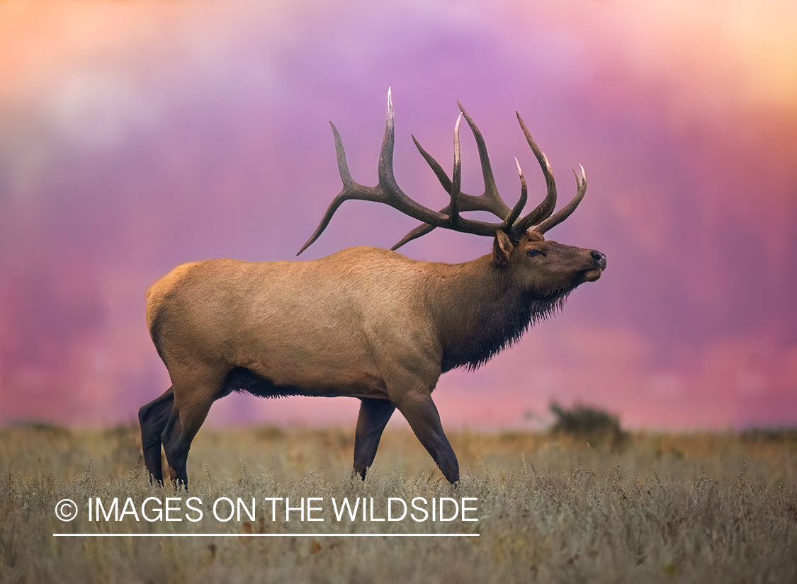 Bull elk at sunset.