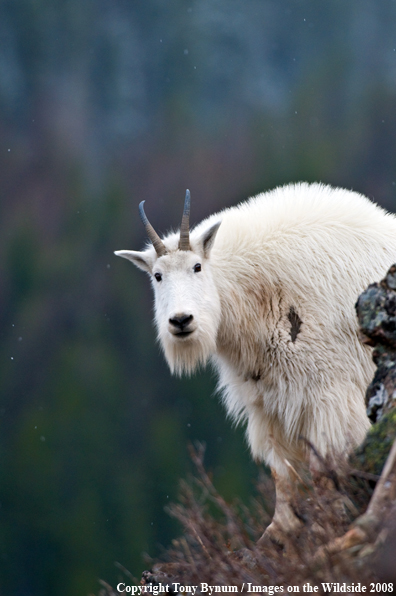 Billy Mountain Goat