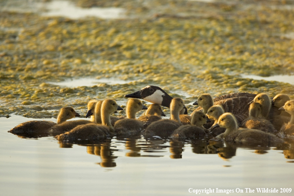 Canadian Goose with goslings