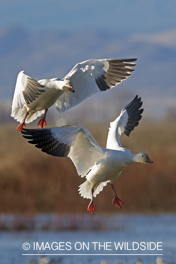 Snow geese in flight.