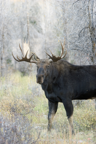 Shiras bull moose in Rocky Mountains.