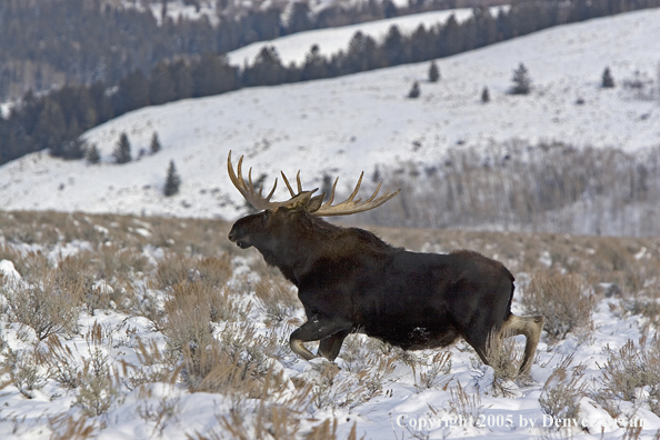 Shiras bull moose in habitat.