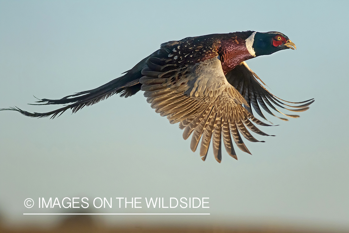 Ring-necked pheasant in flight.