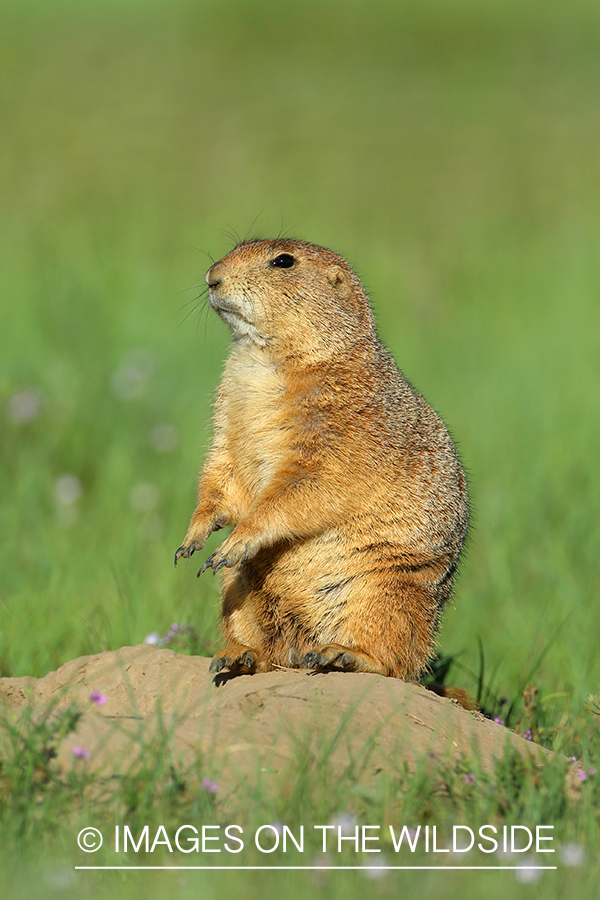 Prairie dog in habitat.