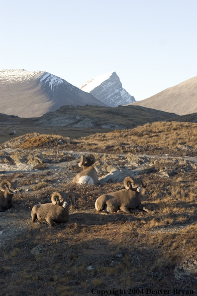 Herd of Rocky Mountain bighorn sheep (rams).