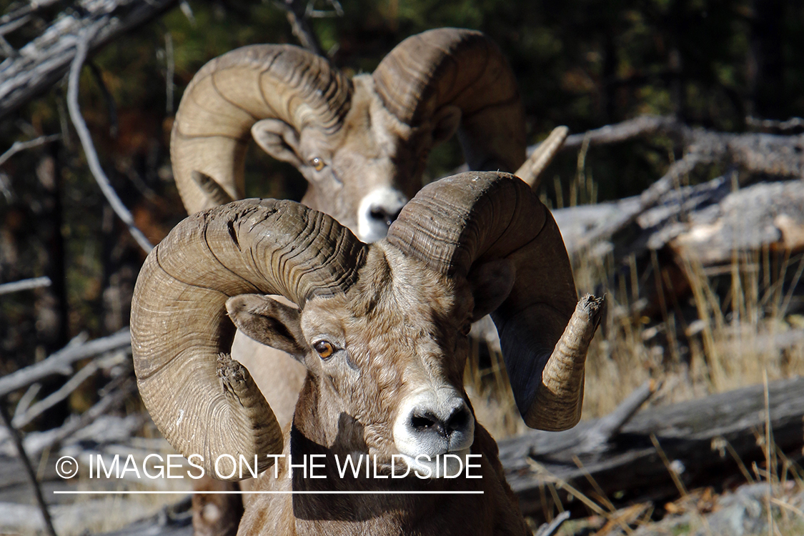 Rocky Mountain bighorn sheep in field.