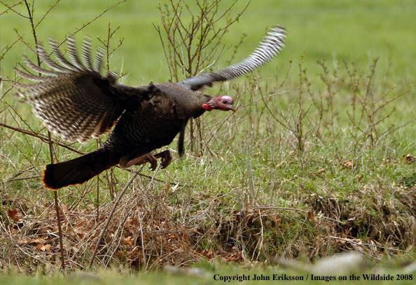 Eastern Wild Turkey flying