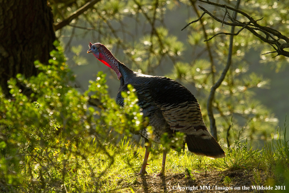 Eastern Wild Turkey in habitat. 