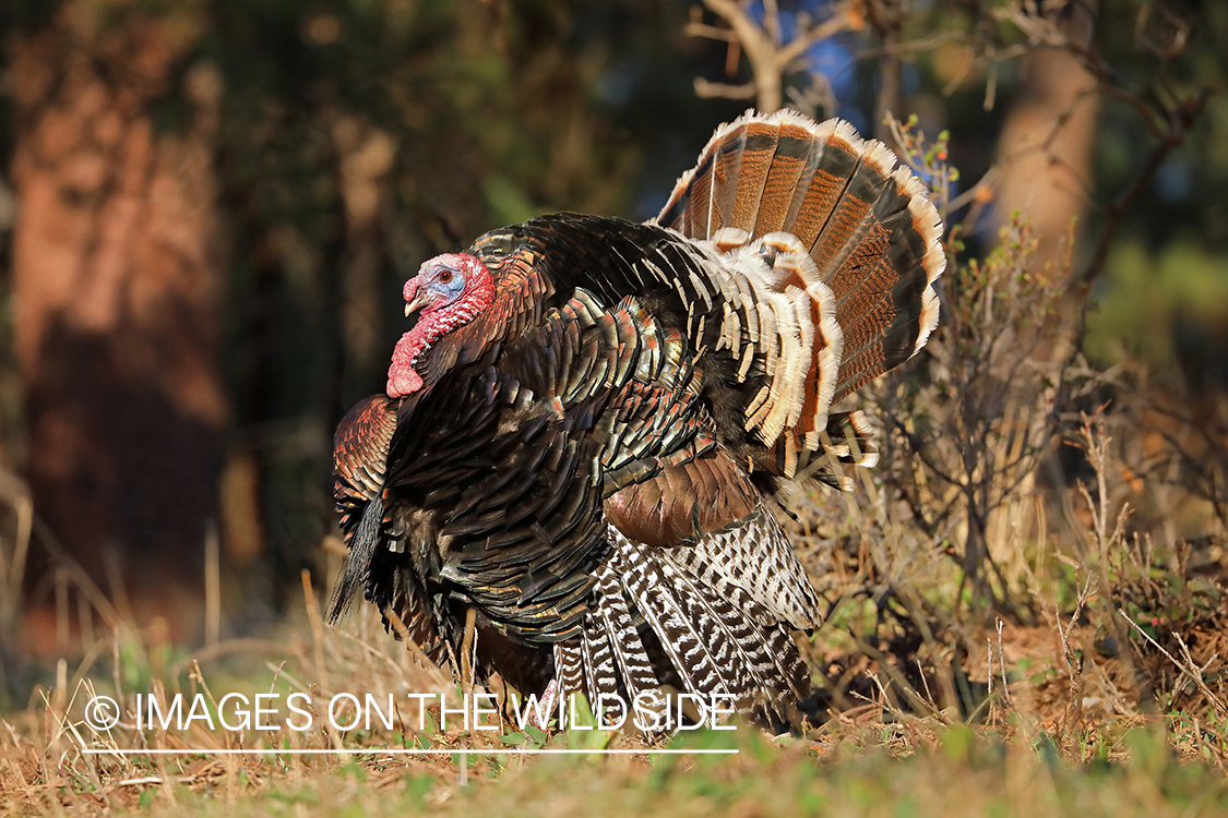 Merriam Turkey in habitat.