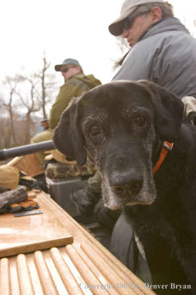 Black Labrador Retriever and flyfishermen in wooden driftboat on Yellowstone River, Montana.