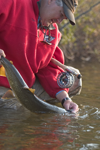 Flyfisherman releasing lake trout (MR).