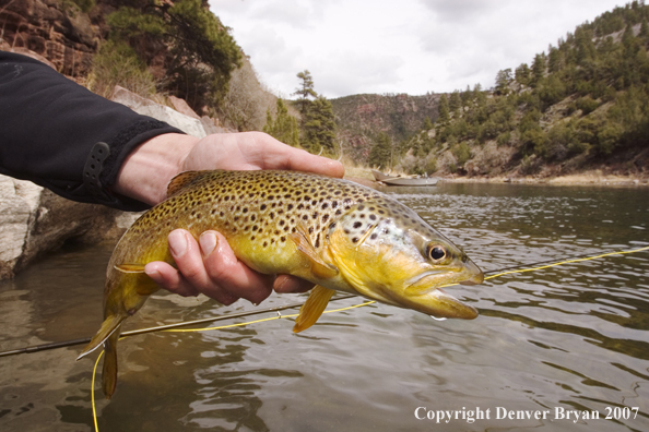 Brown trout being released by fisherman.