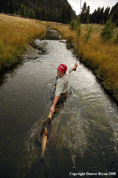 Flyfisherman Landing Cutthroat Trout