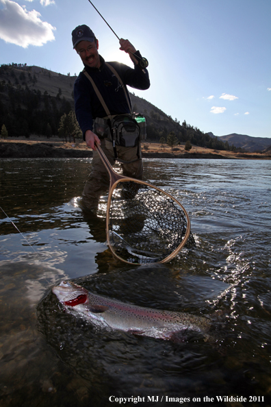 Flyfisherman netting a nice rainbow trout.