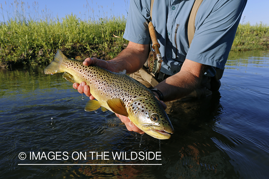 Flyfisherman with brown trout. 