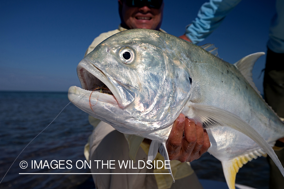 Flyfisherman with jack crevalle.